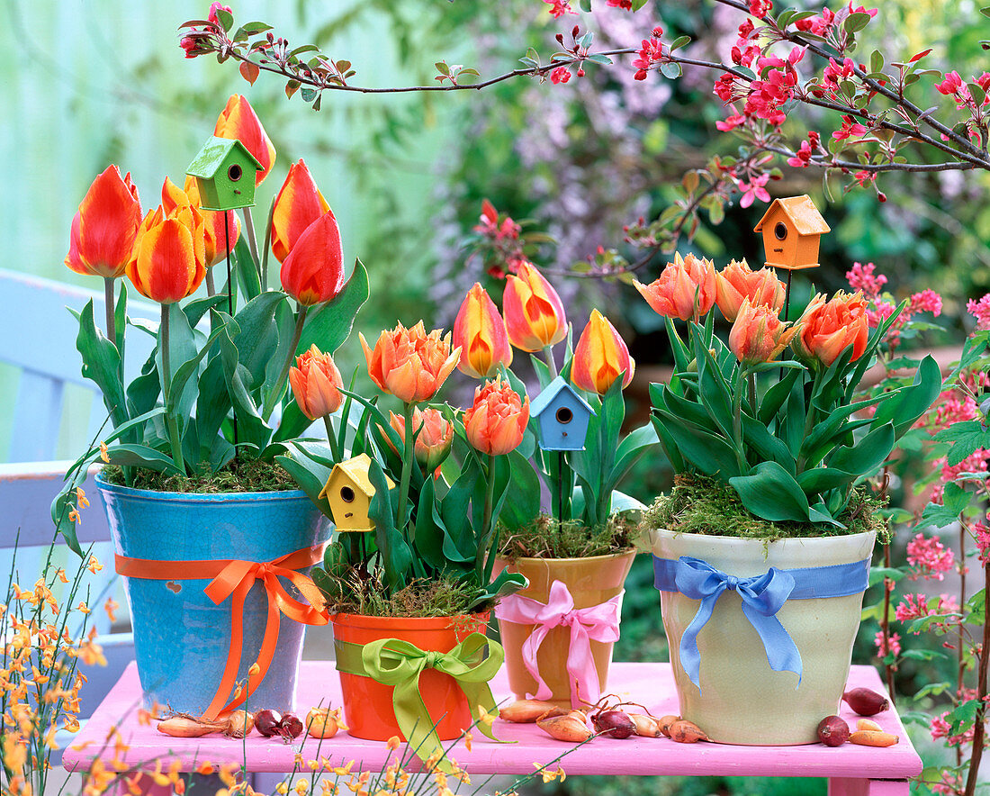 Tulipa, filled, orange and red-yellow tulips