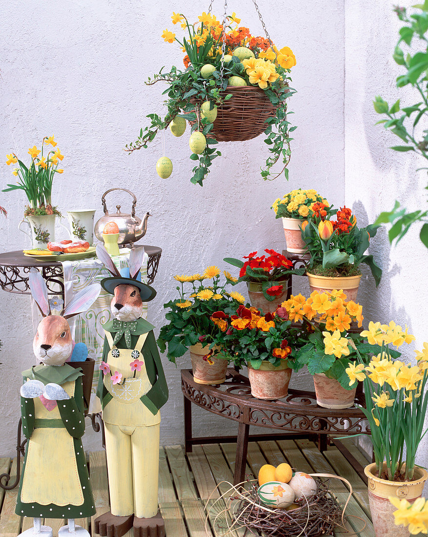 Narcissus (Narzissen), Viola (Stiefmütterchen)