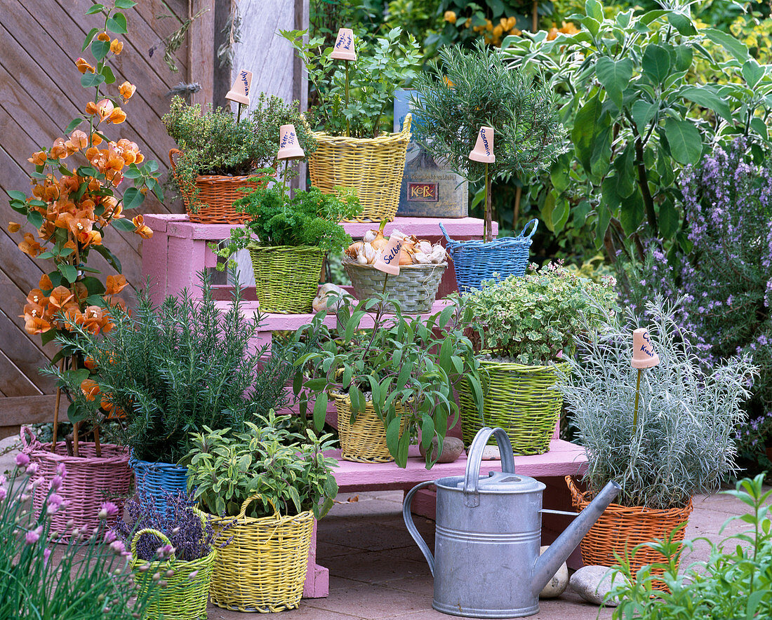 Salvia (sage), Rosmarinus (rosemary)