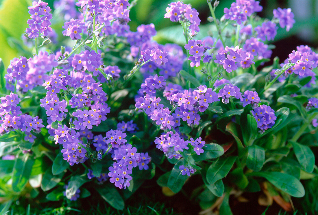 Myosotis 'Myomark' (Vergißmeinnicht)