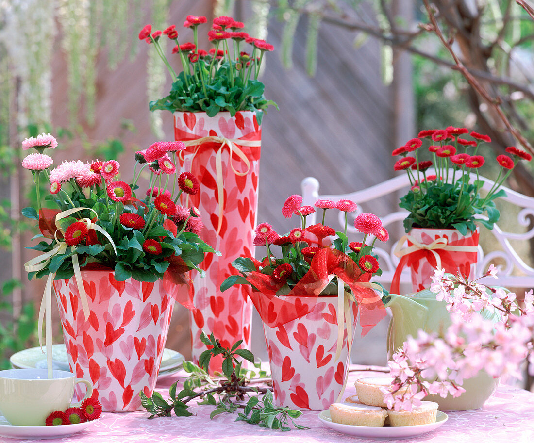 Bellis (daisies) in high pots with heart decoration