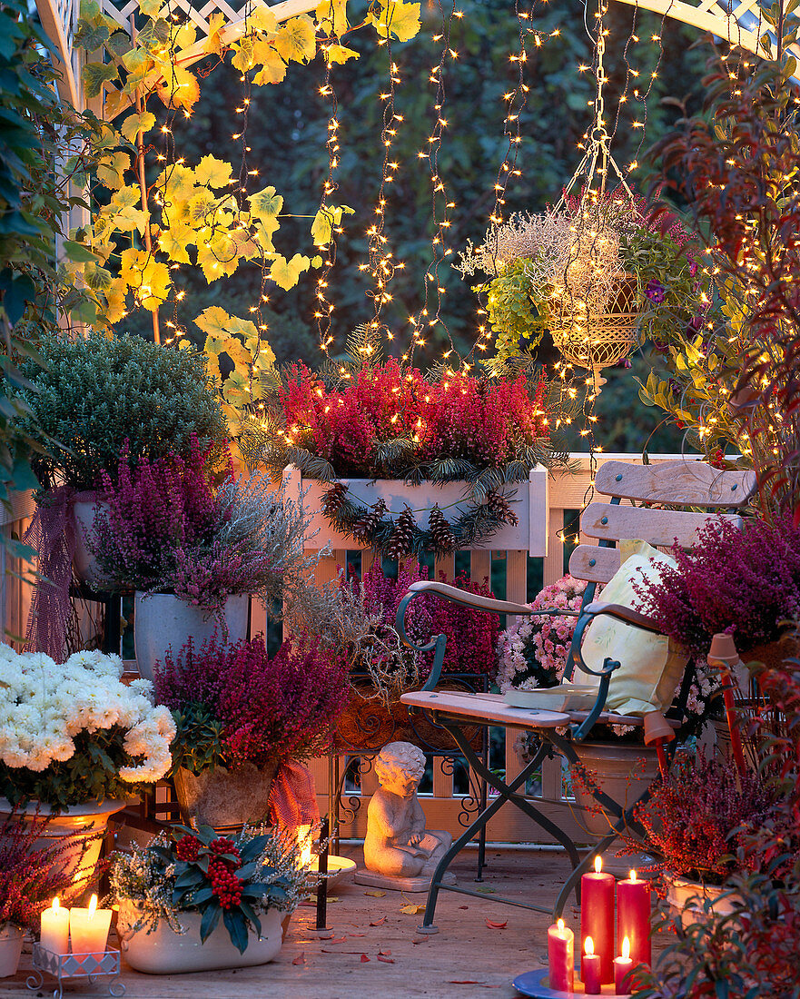 Autumn atmosphere on the balcony, Erica gracilis, Dendranthema, Skimmia, Calluna vu