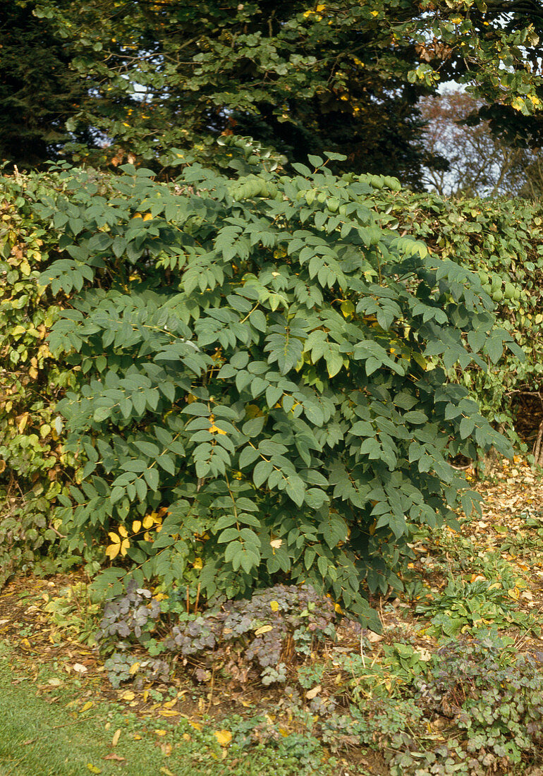 Decaisnea fargesii (Blauschotenstrauch)