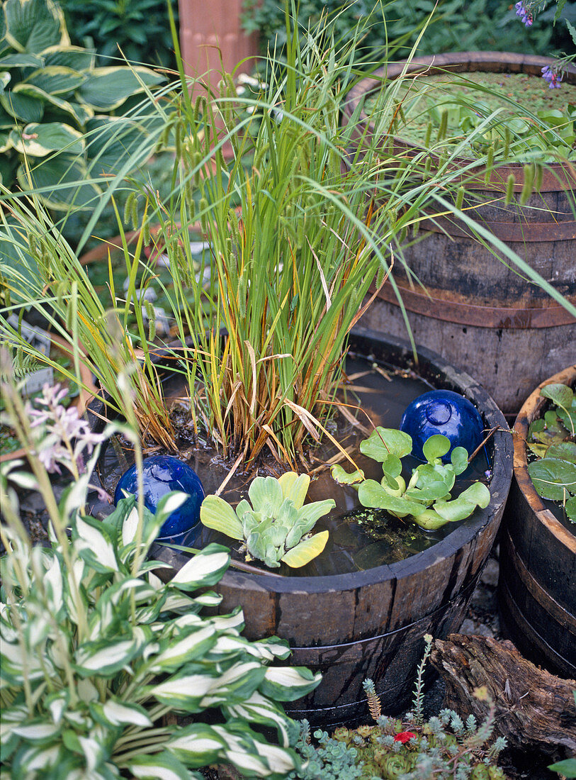 Terracotta pots with Carex (sedge), Thalia dealbata