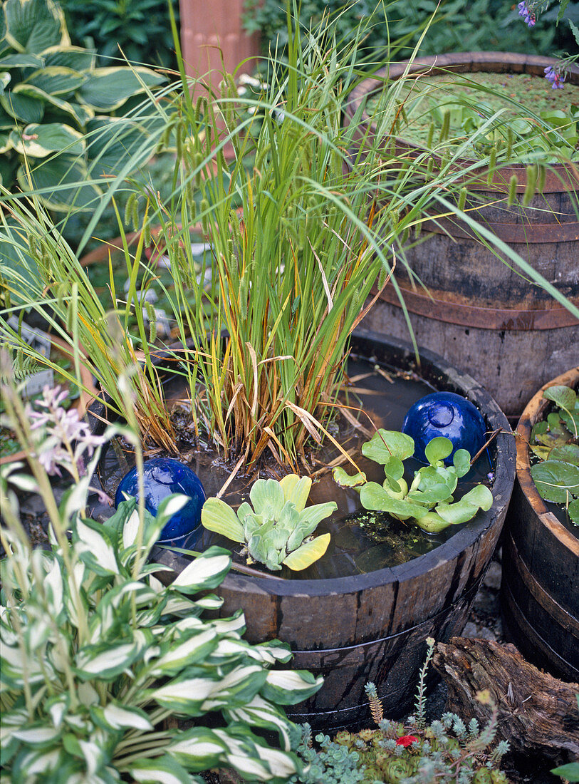 Terracottatöpfe mit Carex (Segge), Thalia dealbata