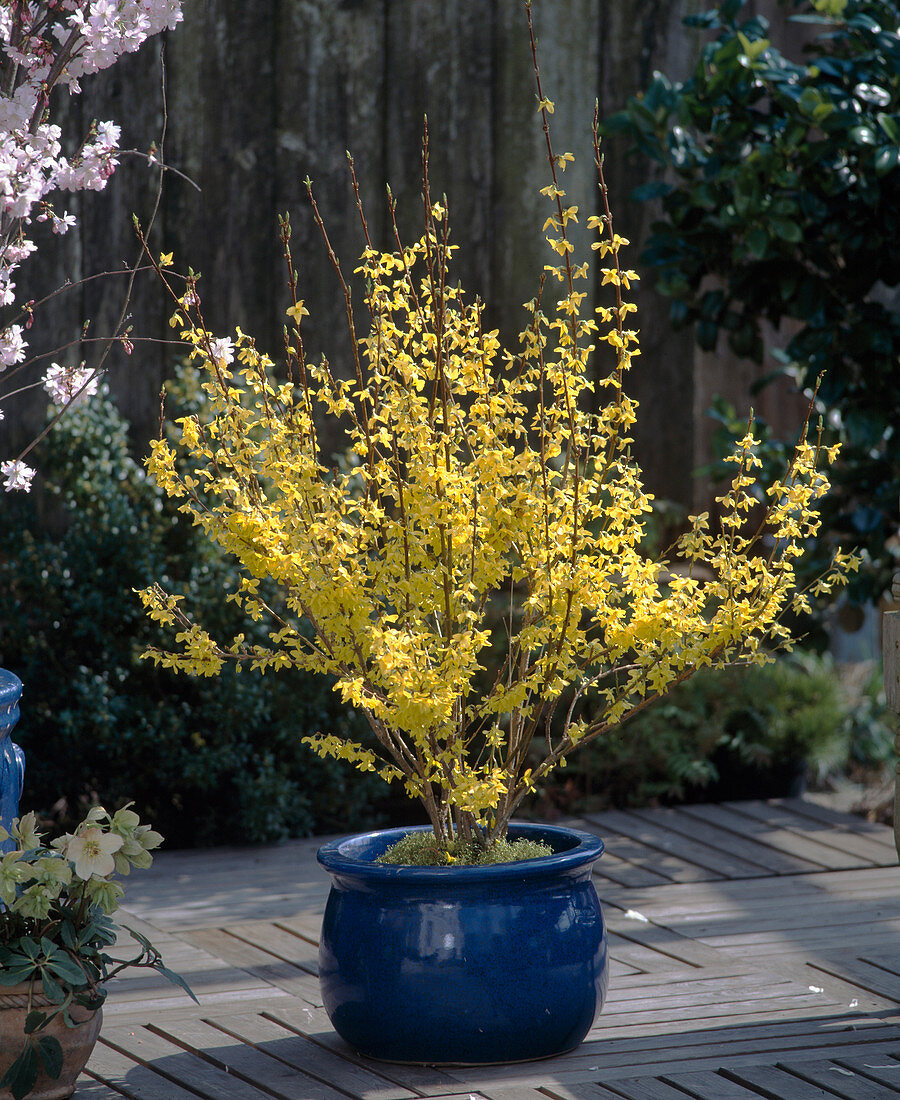 Forsythia intermedia, Helleborus