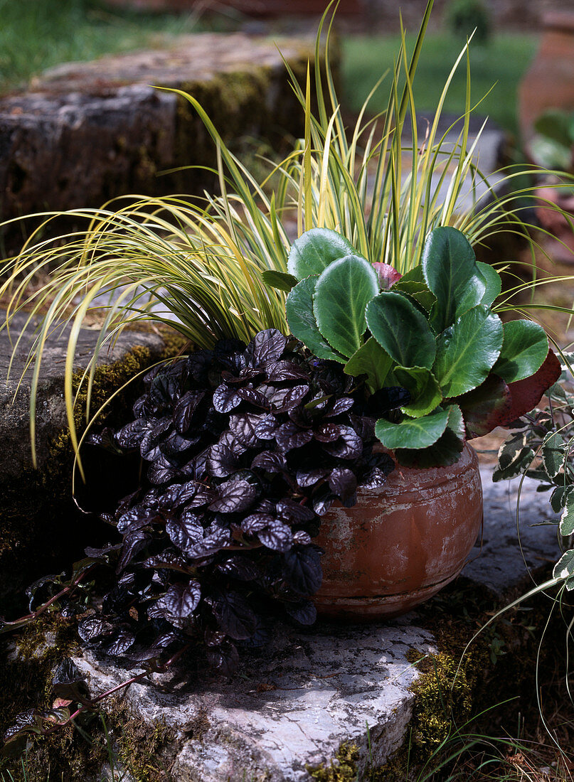 Bergenia 'Baby Doll', Acorus gramineus 'Ogon', Ajuga reptans 'Mahogany', Ajuga