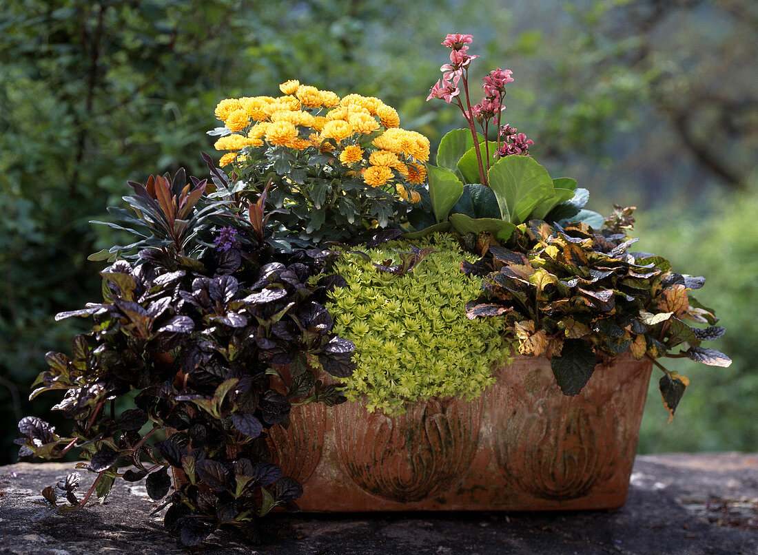 Argyranthemum, Bergenia, Lysimachia, Ajuga 'Mahogany' and 'Rainbow'.