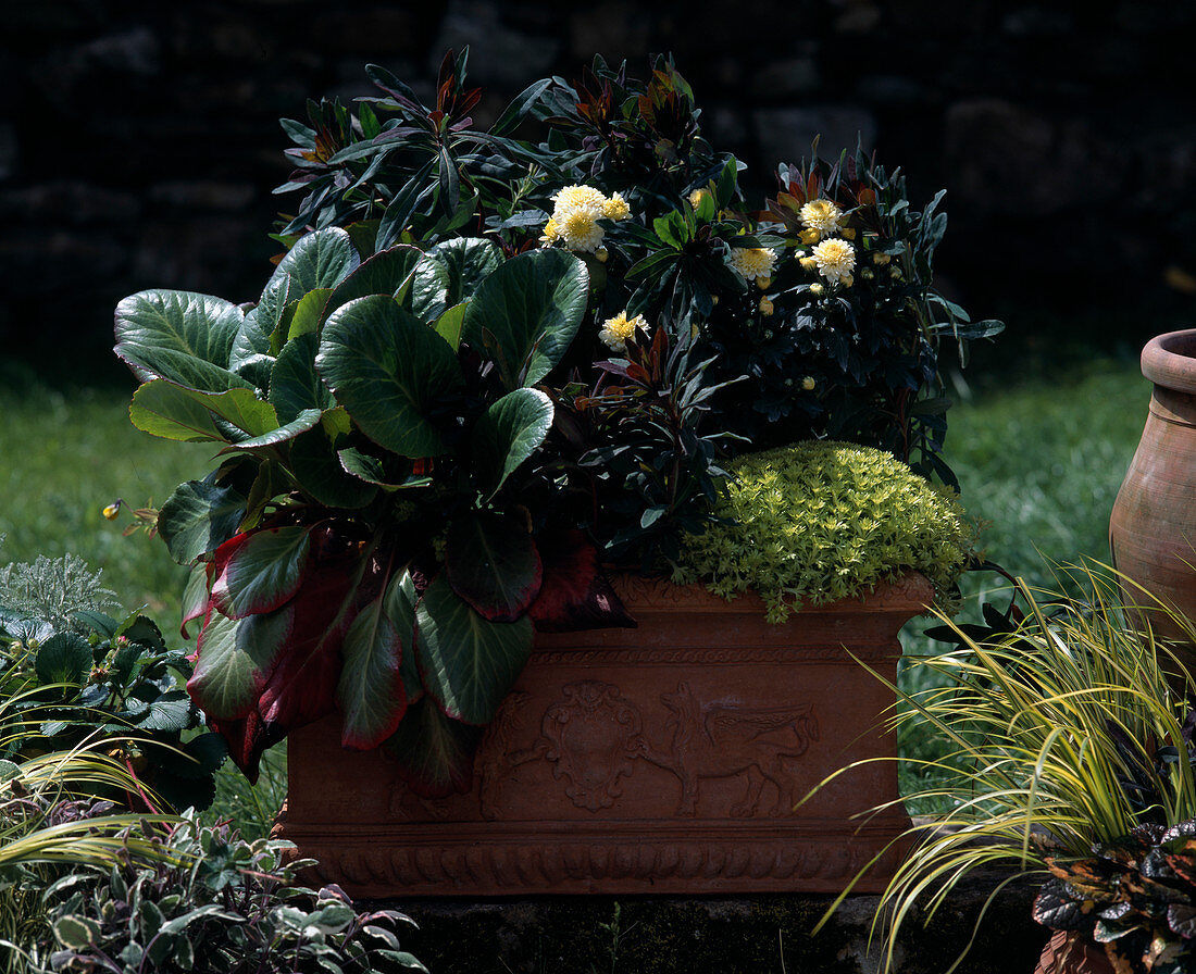 Lysimachia, Argyranthemum, Bergenia, Acorus 'Ogon'