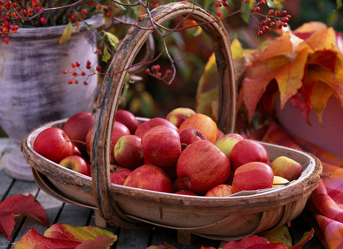 Basket with harvested Malus (apples), Rosa (rose hips), Parthenocissus