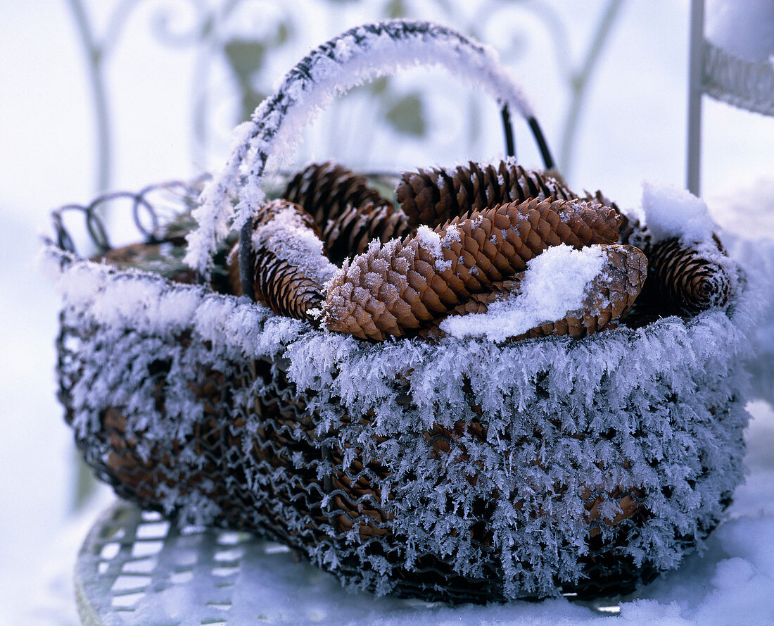 Picea (spruce) cones in metal basket