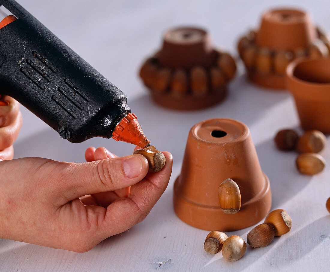 Corylus (hazelnuts) (1/2). For decoration, glue to clay pot with hot glue gun.