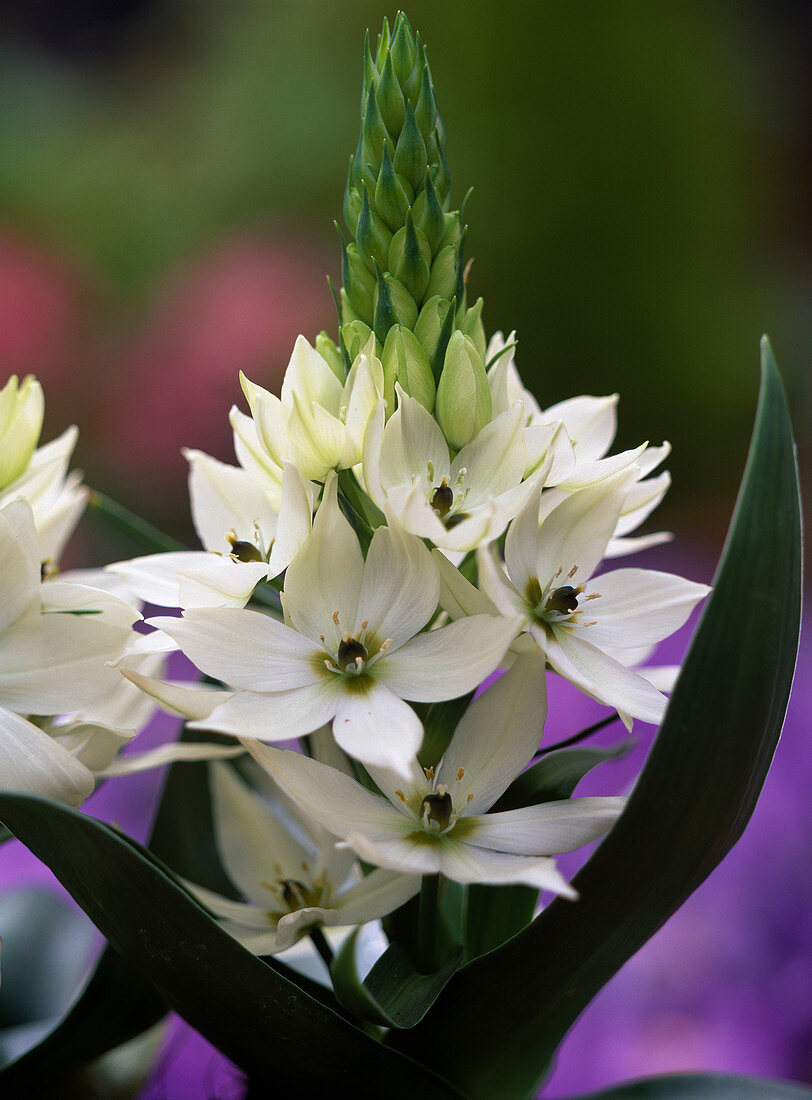 Ornithogalum arabicum (Milk star)