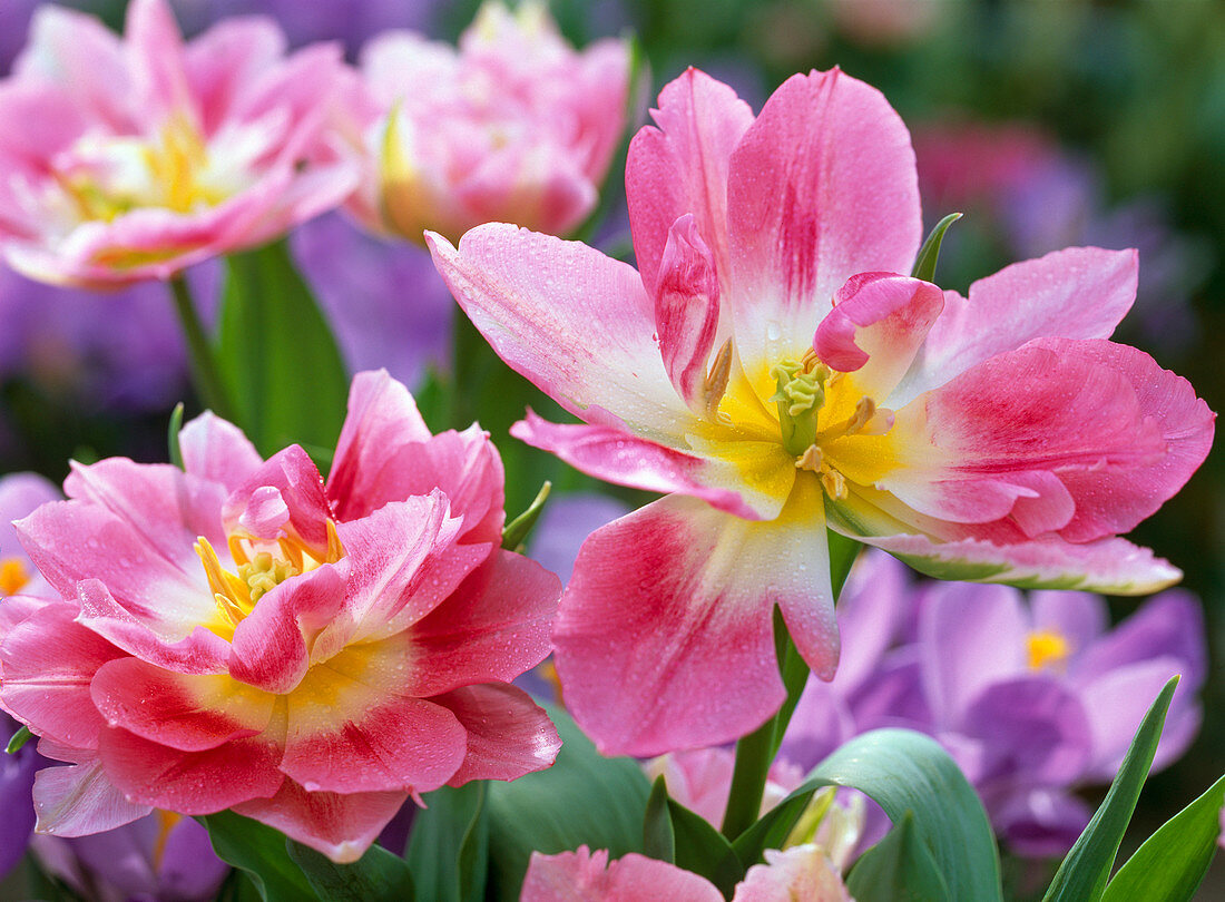 Tulipa 'Peach Blossom' (filled tulip)