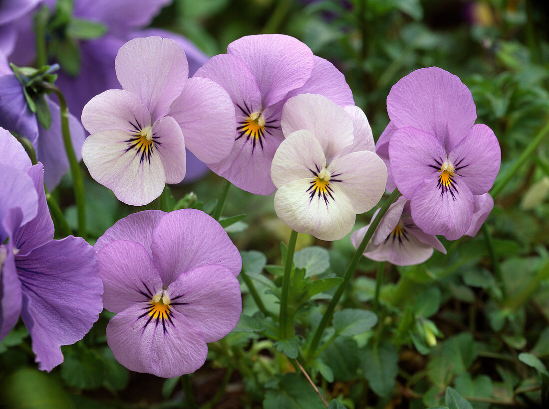 Viola cornuta Sorbet 'Lilac Ice' (Hornveilchen)