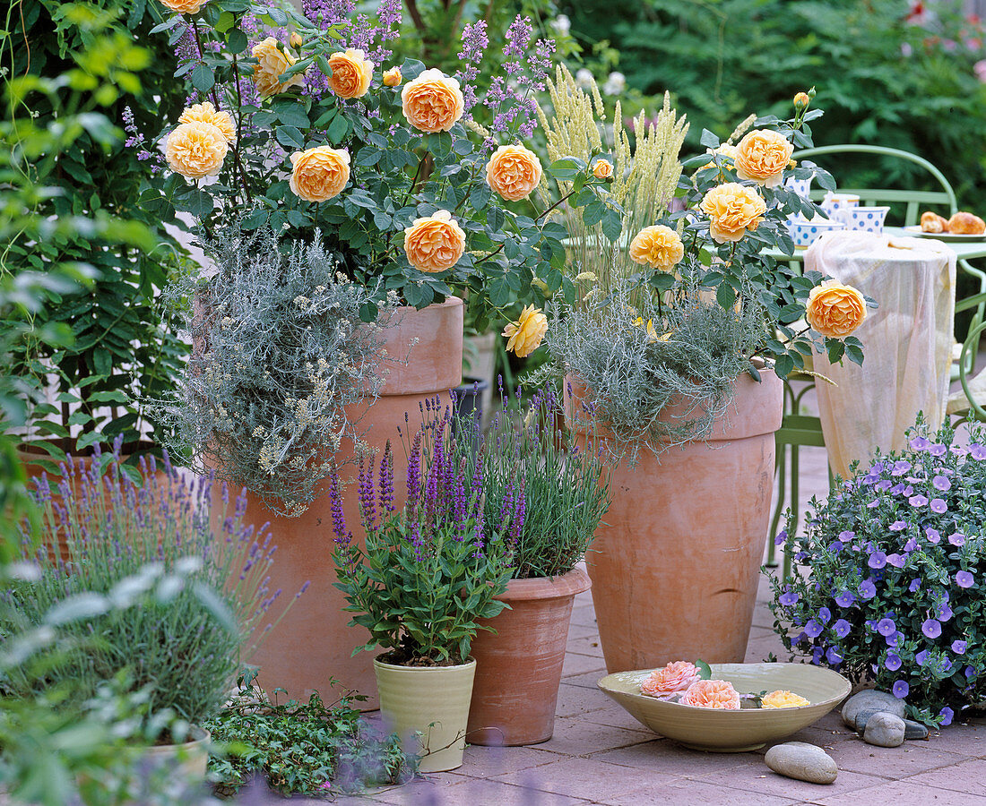 English Roses, David Austin 'Golden Celebration'