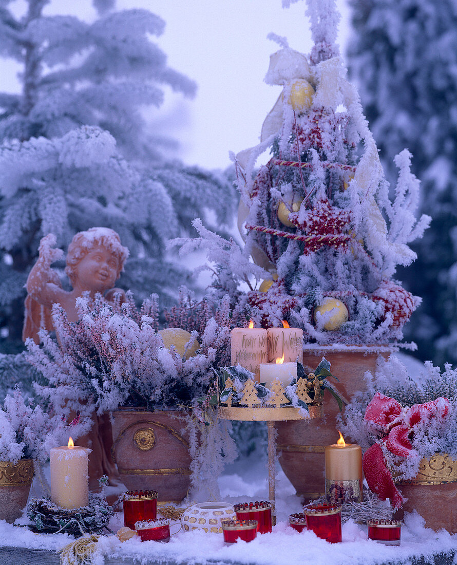 Calluna (heather) and Picea (spruce)