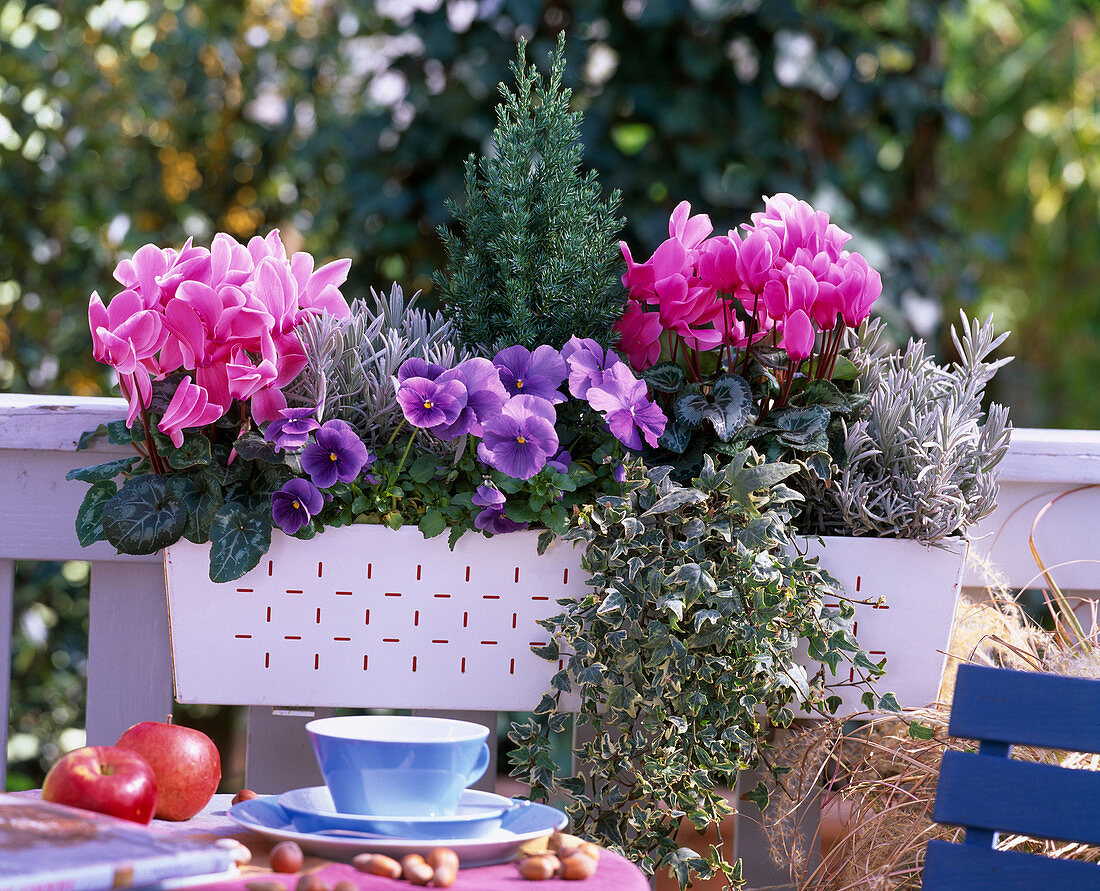 Cyclamen 'Concerto', 'Libretto' (cyclamen), Viola Panola 'True Blue' (pansy)