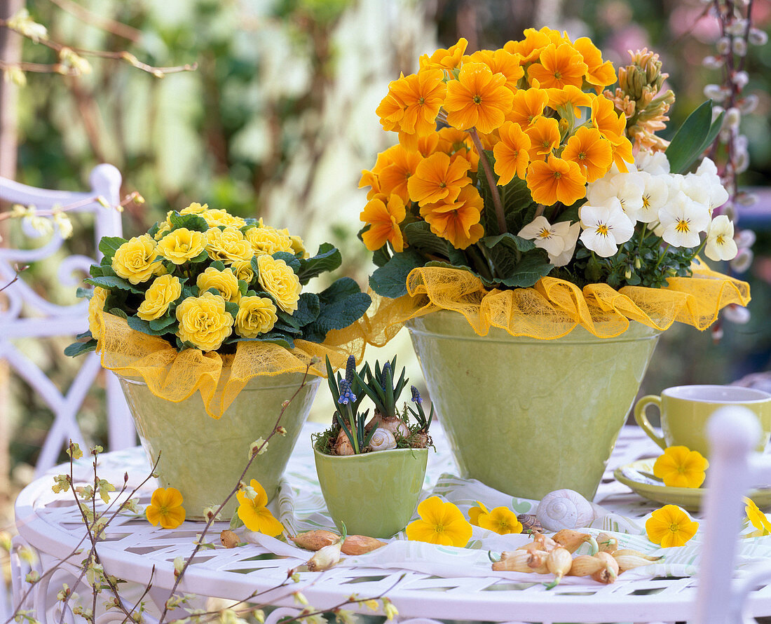 Primroses with band sleeves