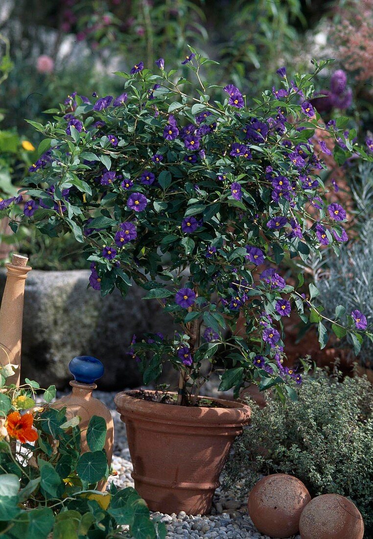 Solanum rantonnetii