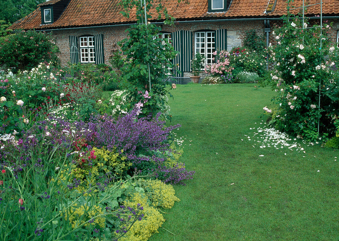 Rasenweg führt durch Rosenbogen mit Rosa (Rosen) zum Haus, Beet mit Alchemilla (Frauenmantel), Nepeta (Katzenminze)