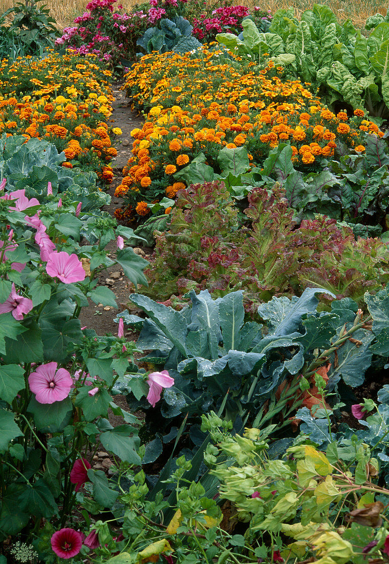 Bunter Gemüsegarten: Tagetes (Studentenblumen), Lavatera trimestris (Bechermalve), Salat (Lactuca), Brokkoli (Brassica), Mangold, rote Bete (Beta vulgaris)