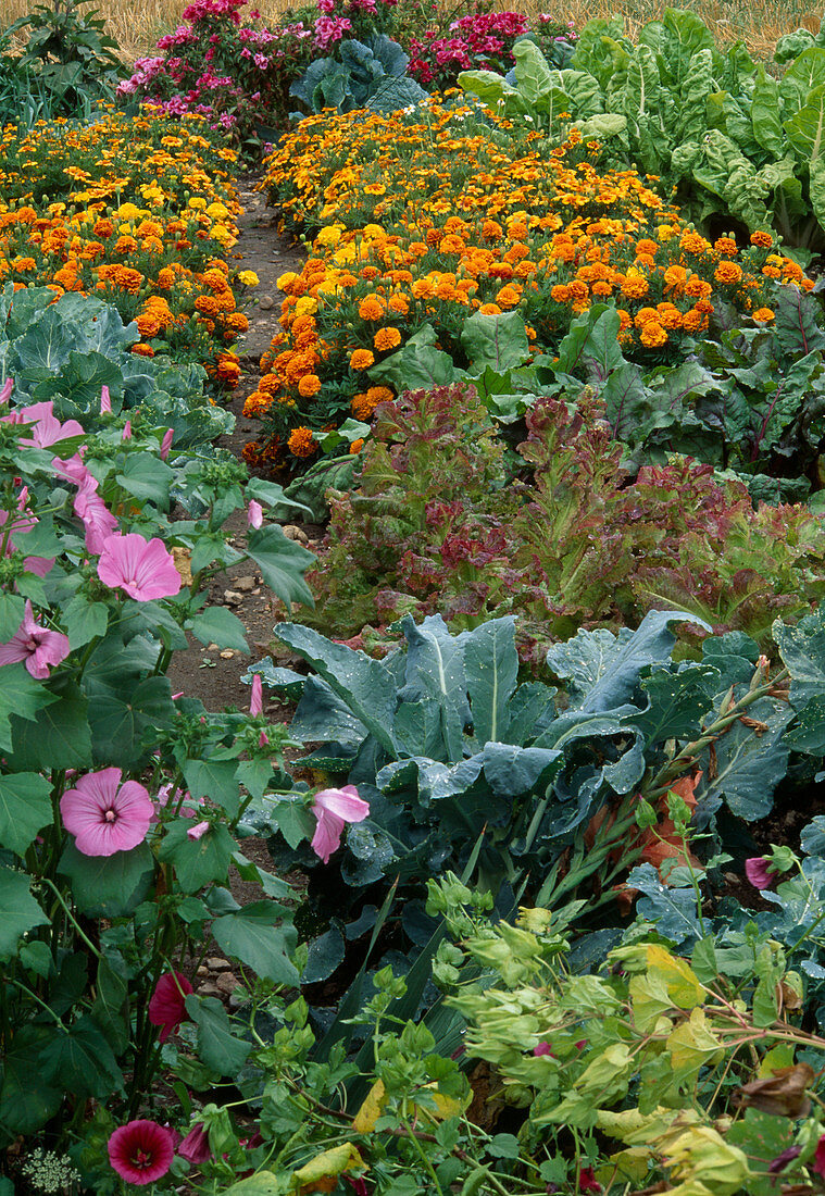 Colourful vegetable garden: Tagetes (marigolds), Lavatera trimestris (cup mallow), lettuce (lactuca), broccoli (brassica), chard, beetroot (beta vulgaris)