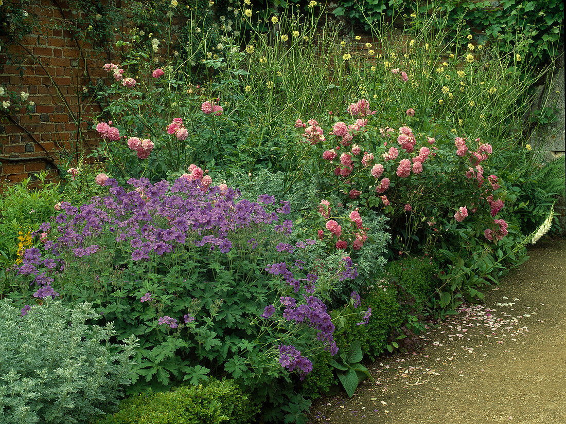 Rosa (roses), Geranium (cranesbill), Artemisia absinthium 'Lambrook Silver' (rue), Buxus (boxwood) border