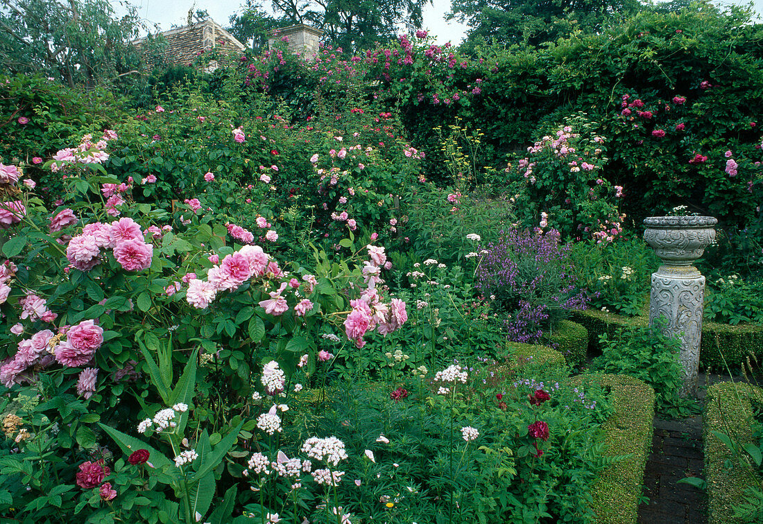 Rose garden with shrub roses and climbing roses, beds bordered with small hedges of Buxus (box), Valerian (Valeriana) and Sage (Salvia) as accompaniment, stone planter on column