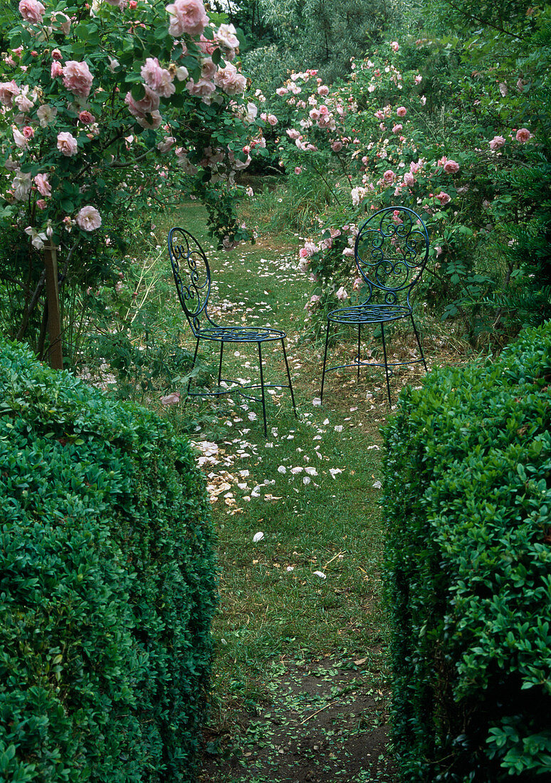 Path between Buxus (box) and Rosa (roses)