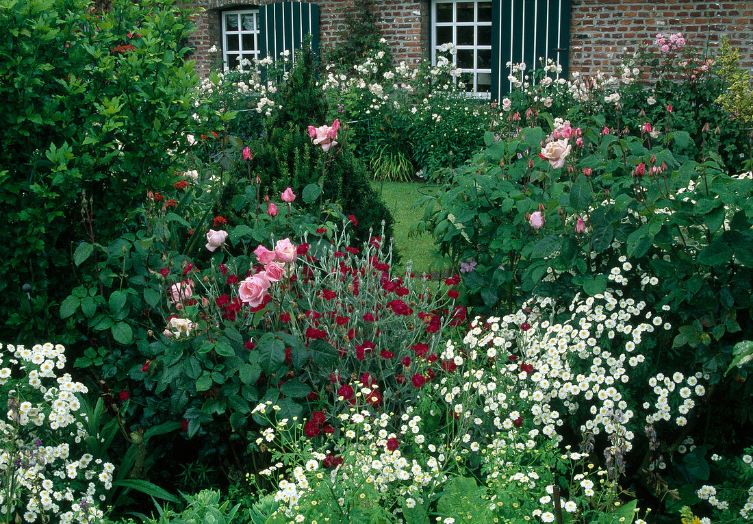 Tanacetum parthenium 'Pleniflorus' (Stuffed Motherwort), Lychnis coronaria (Vexia carnation), Rosa (roses), bed of white roses by the house