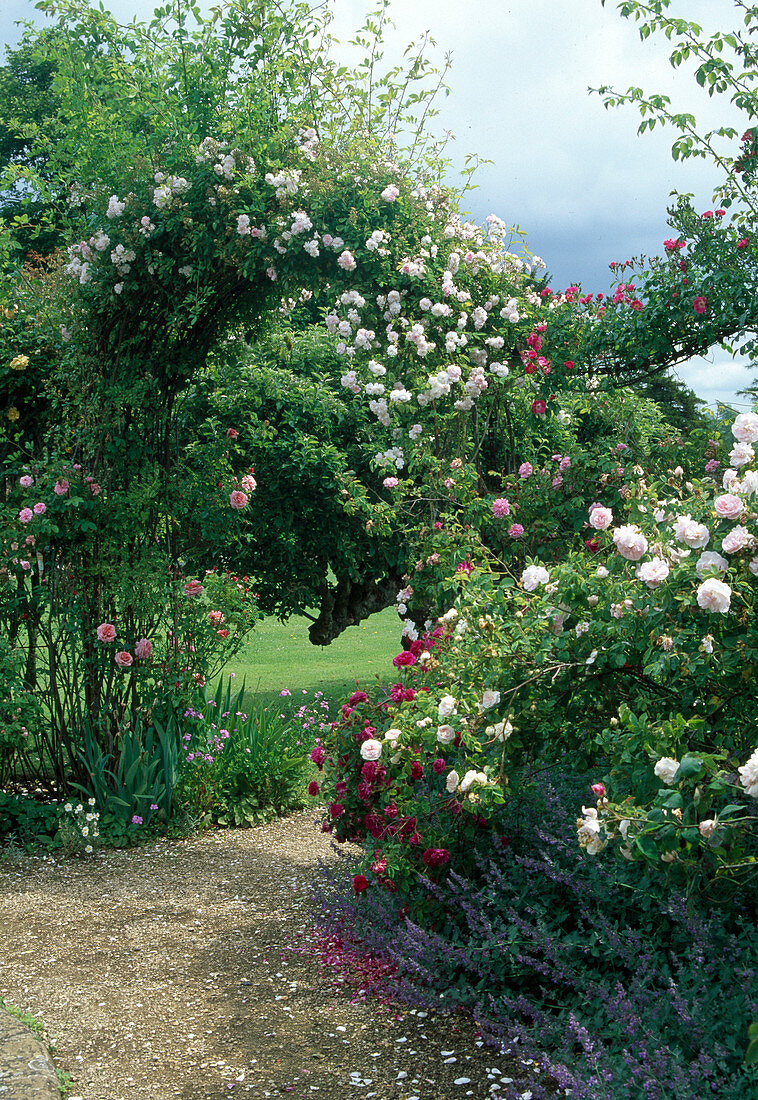 Path in rose garden leading under rose arch with Rosa (rambler roses), Nepeta (catmint) as accompaniment