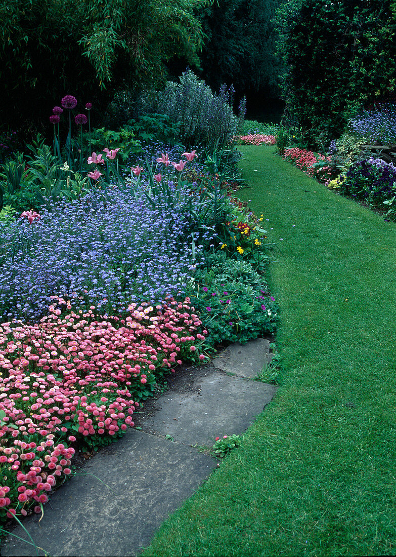 Lawn path next to bellis and myosotis