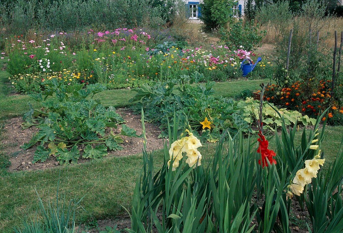 Vegetable garden with courgettes (Cucurbita pepo), colourful summer flowers, gladiolus (gladioli), beds separated with lawn paths