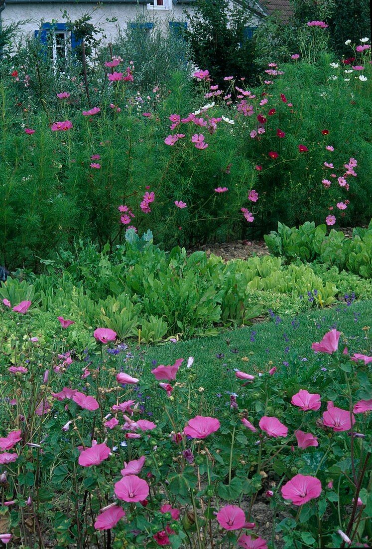 Farm garden with Cosmos bipinnatus (ornamental basket), Lavatera trimestris (cup mallow) and lettuce (Lactuca)