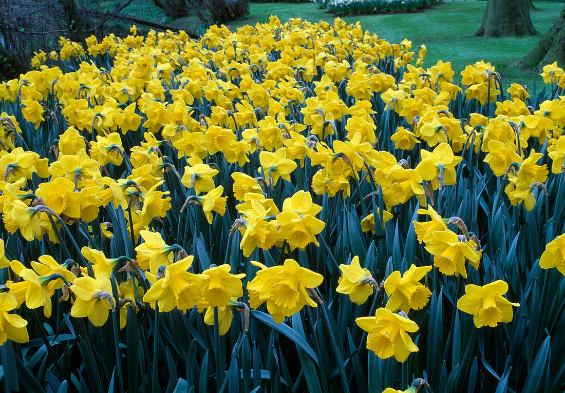 Narcissus 'Arctic Gold'