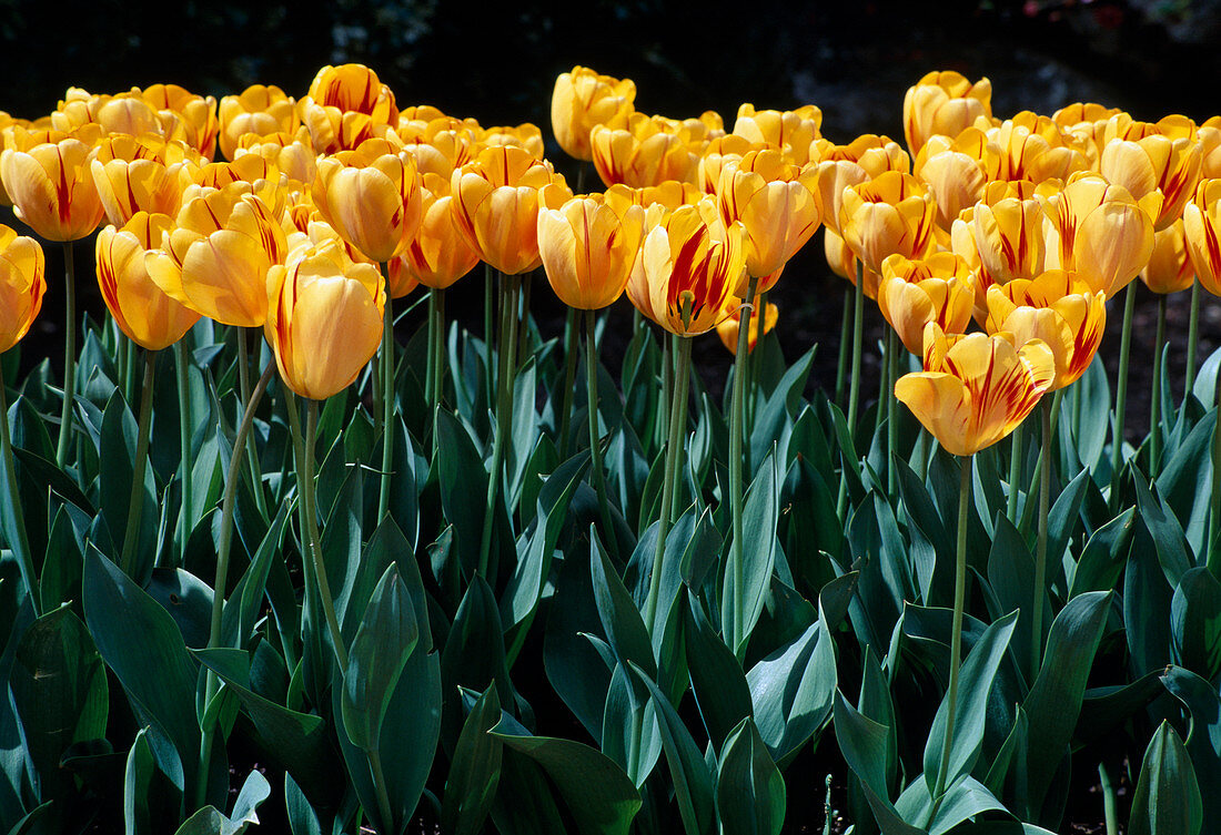 Tulipa 'Juliette' tulpen Darwin-Hybriden