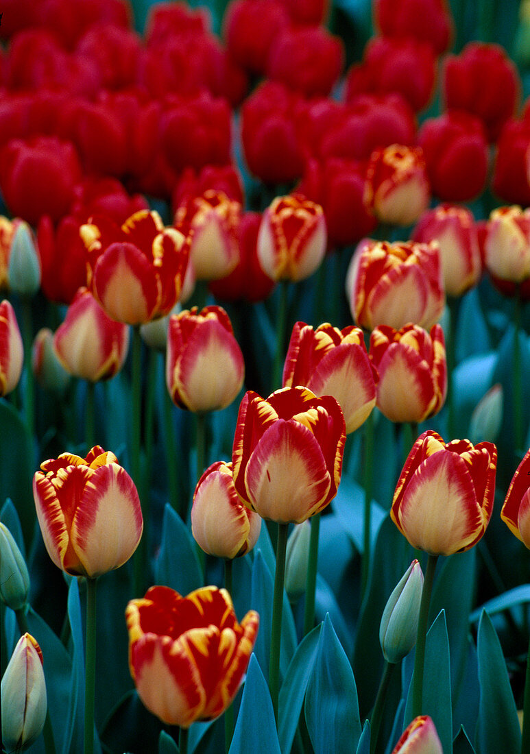 Tulipa Darwin 'Banja Luka' (Tulpen)