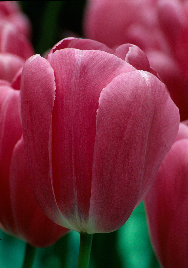 Tulipa Triumph 'Carmen' tulips