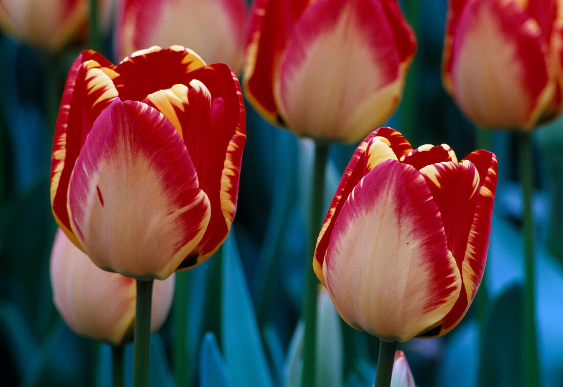 Tulipa Darwin 'Banja Luka'