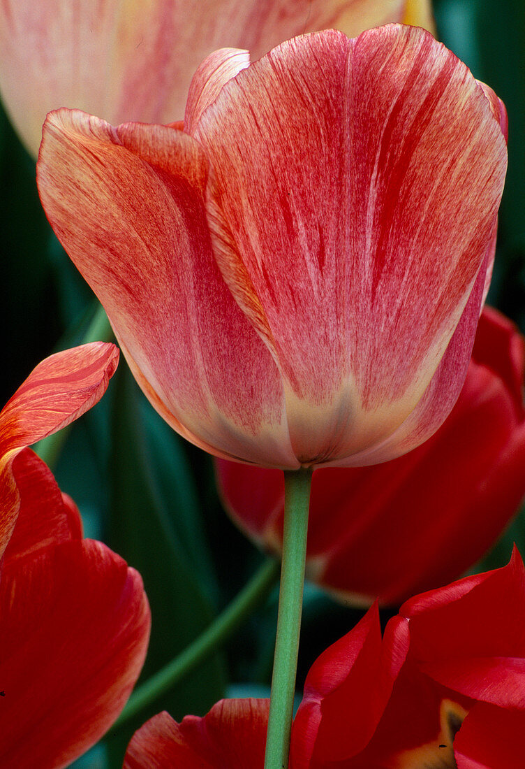 Tulipa Darwin 'Gudoshnik' Tulpen