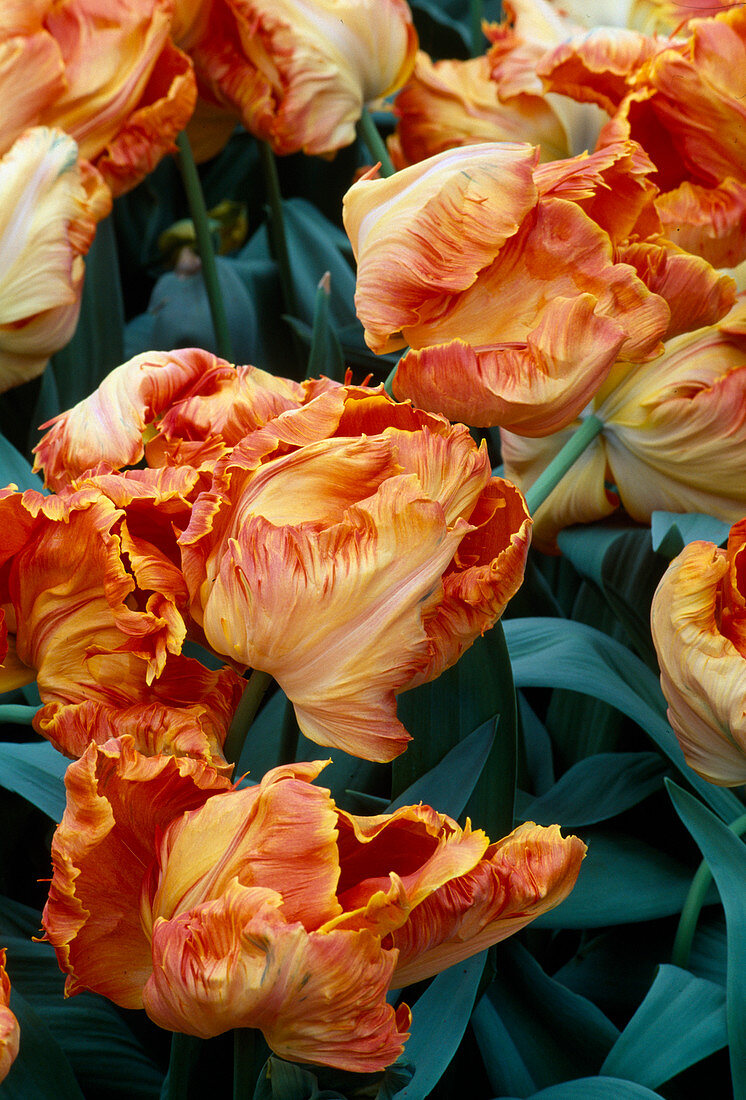 Tulipa 'Prof. Röntgen' (Parrot tulips)