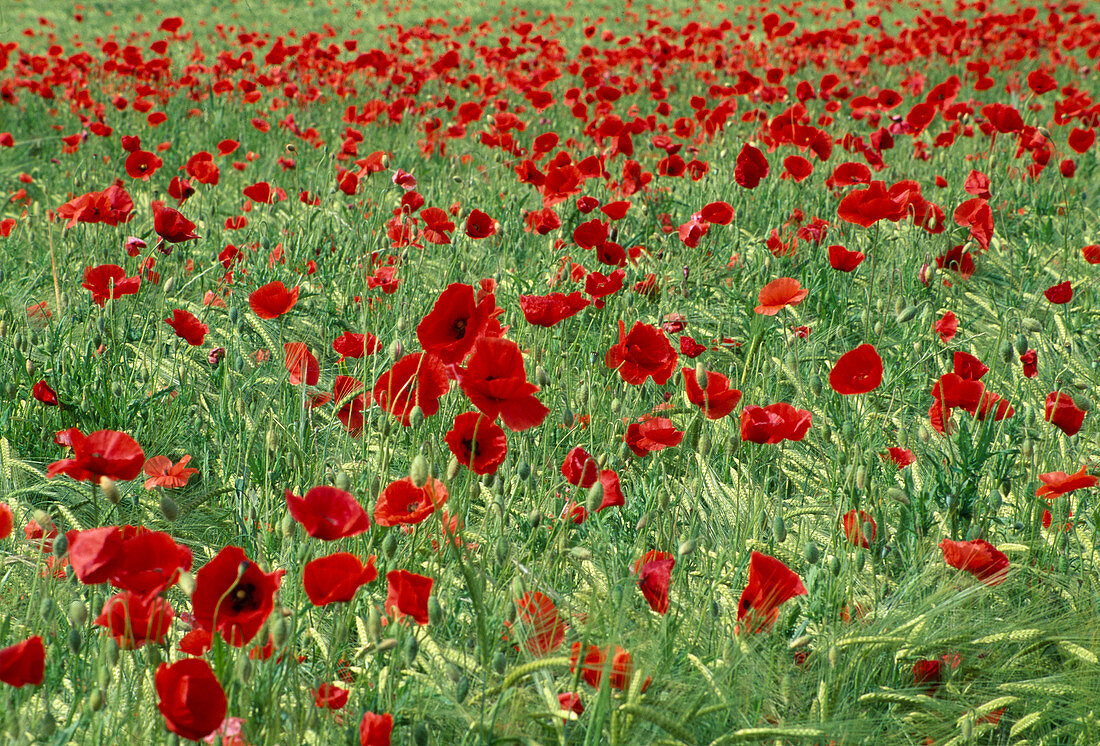 Poppy field (Papaver rhoeas)