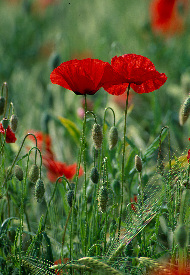 Papaver rhoeas (corn poppy), flowers and buds, barley (Hordeum)