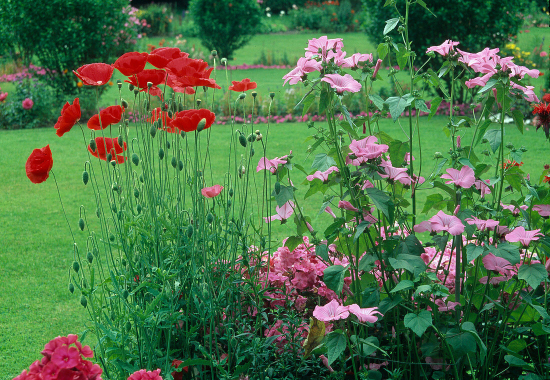 Papaver rhoeas and Lavatera trimestris (Cup mallow)