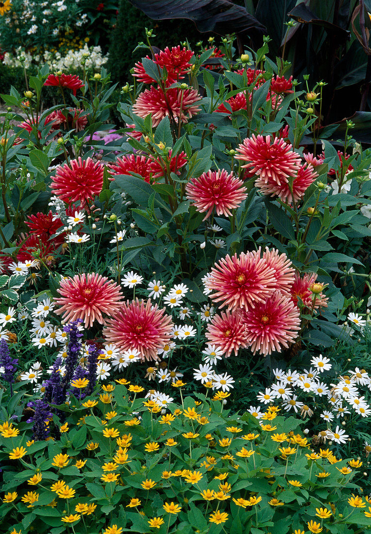 Dahlia 'Pianella' (Kaktusdahlien), Melampodium (Sterntaler), Argyranthemum (Margerite)