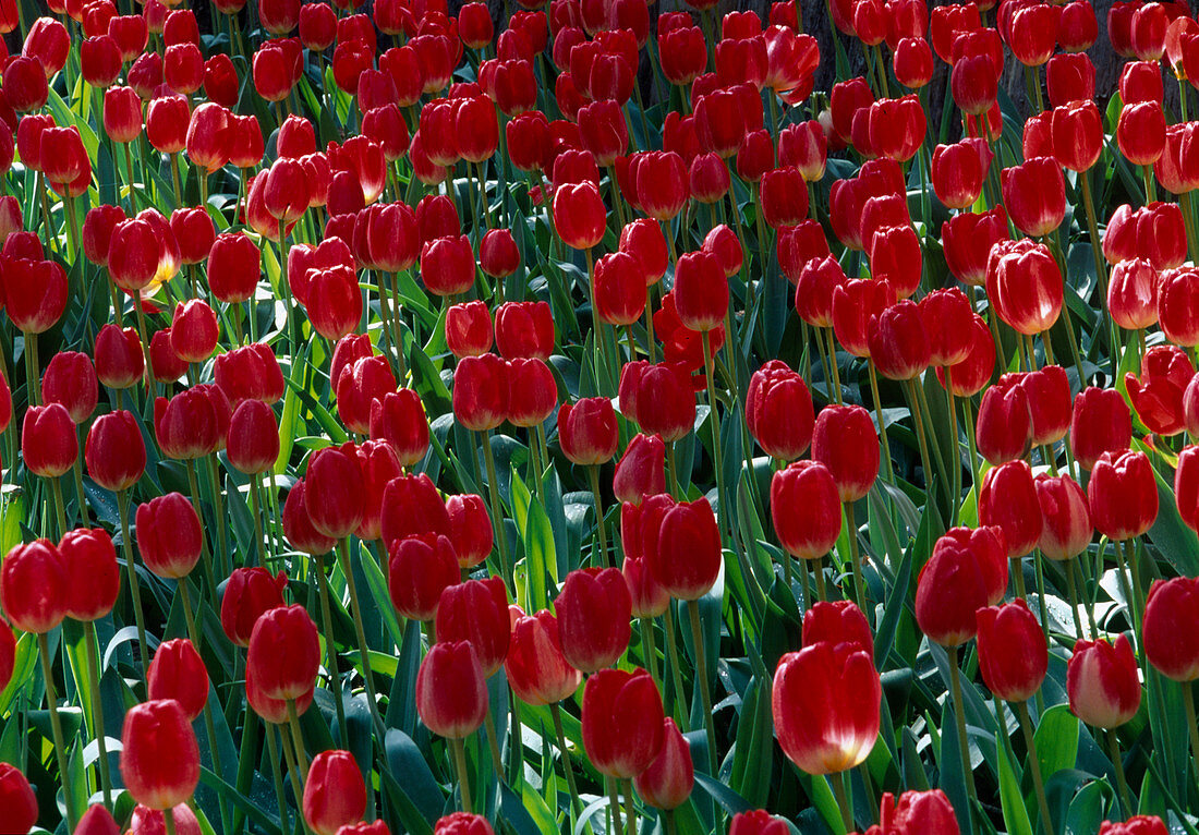 Tulipa (Tulpen)