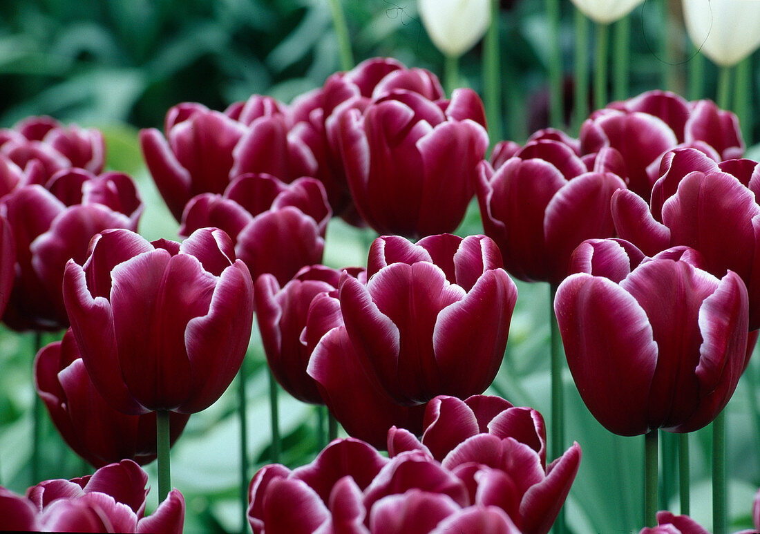 Tulipa 'African Queen' (Tulpen)