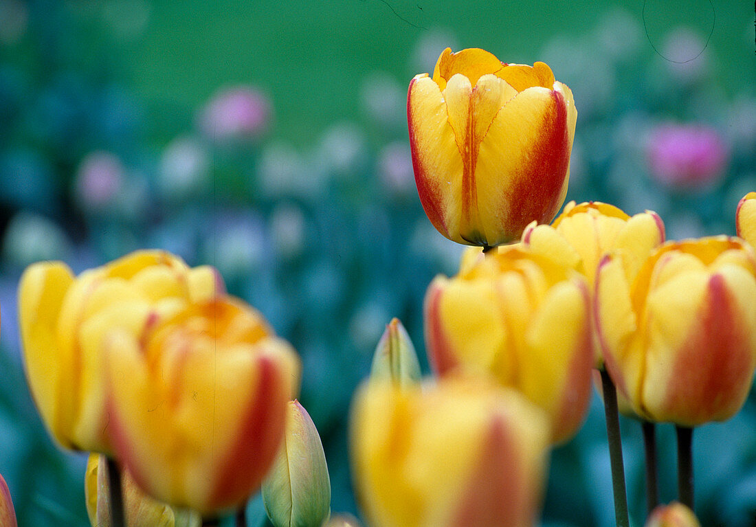 Tulipa 'Oxford'S Wonder' (Tulpen)