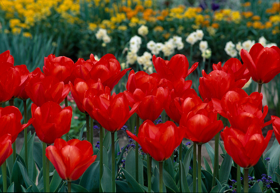 Tulipa 'Diplomate' (Tulpen)